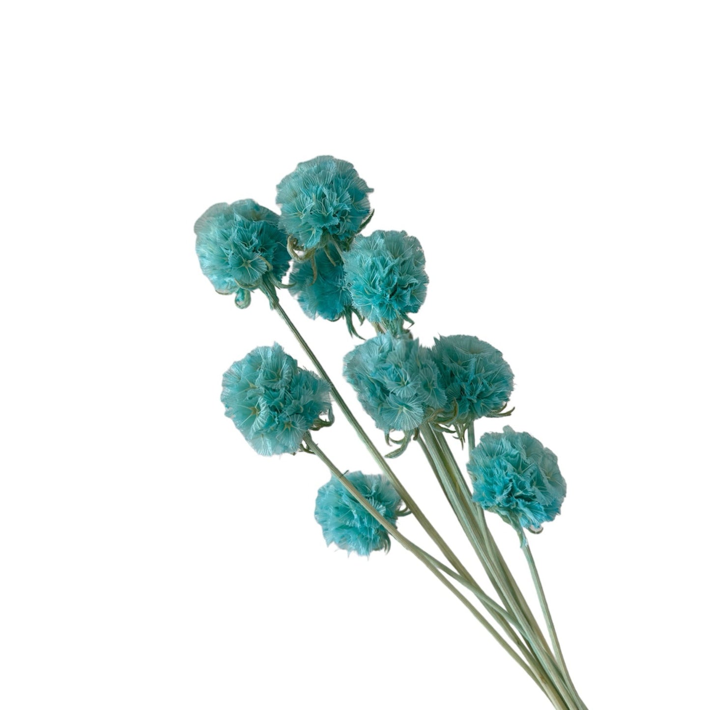 Scabiosa Aqua Blue Dried Flower