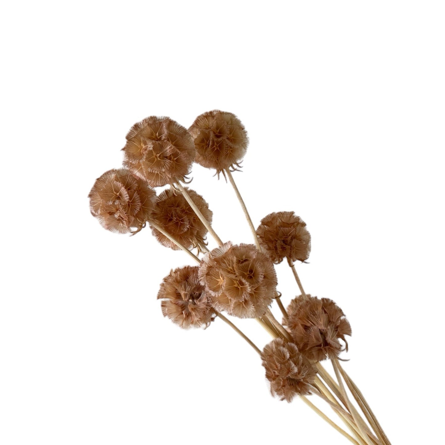 Scabiosa Hazelnut Dried Flower