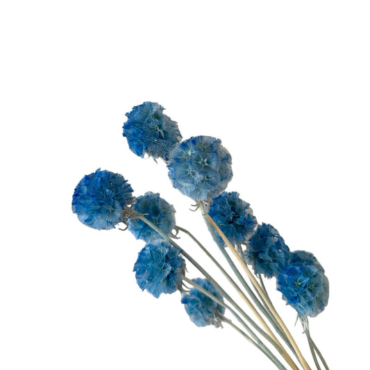 Scabiosa Blue