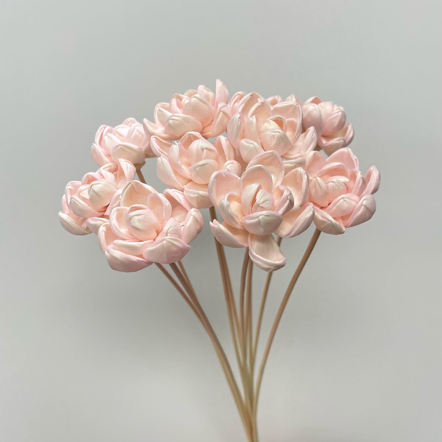 Sola Little Gem Magnolia Flower Pink
