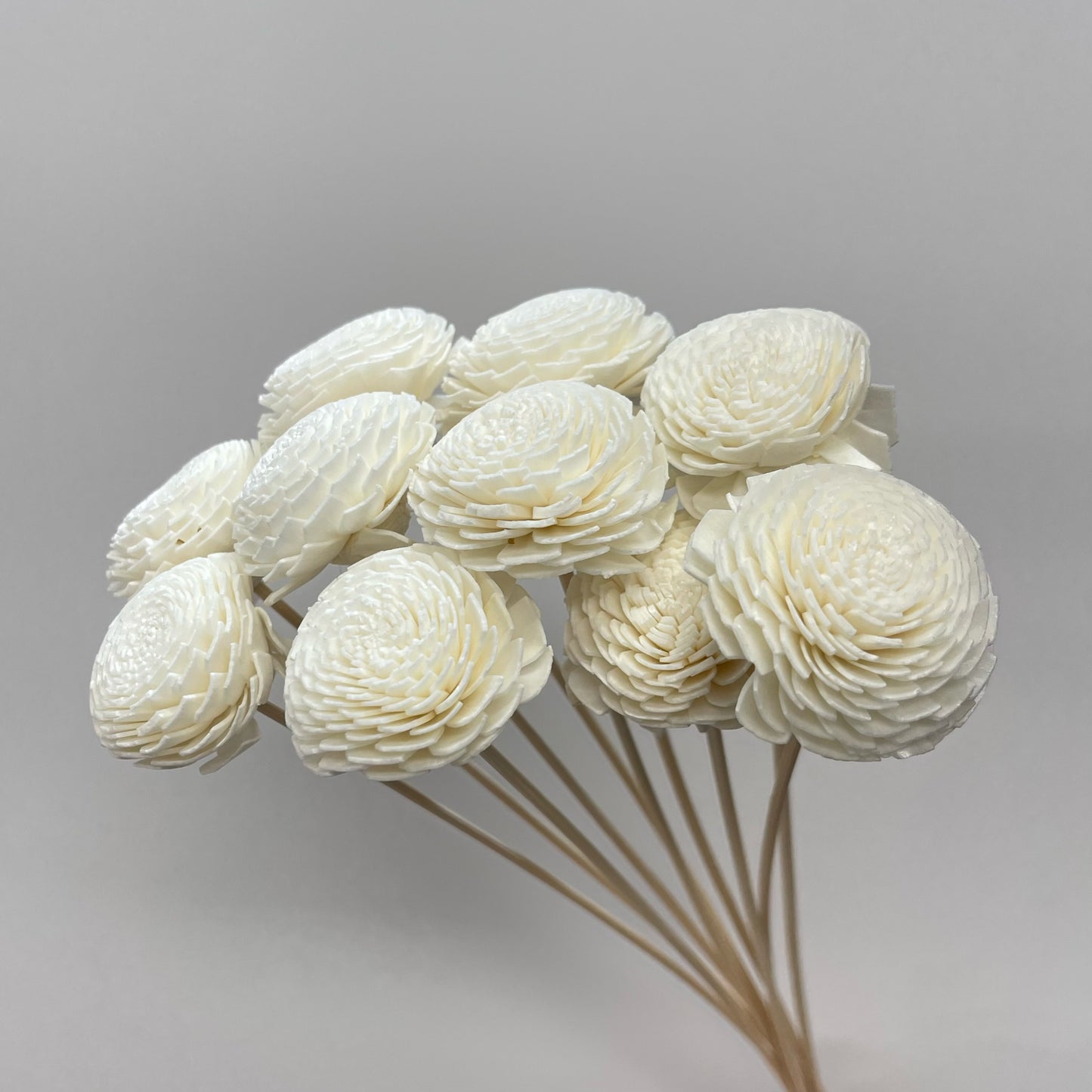 Sola Ranunculus Flower White