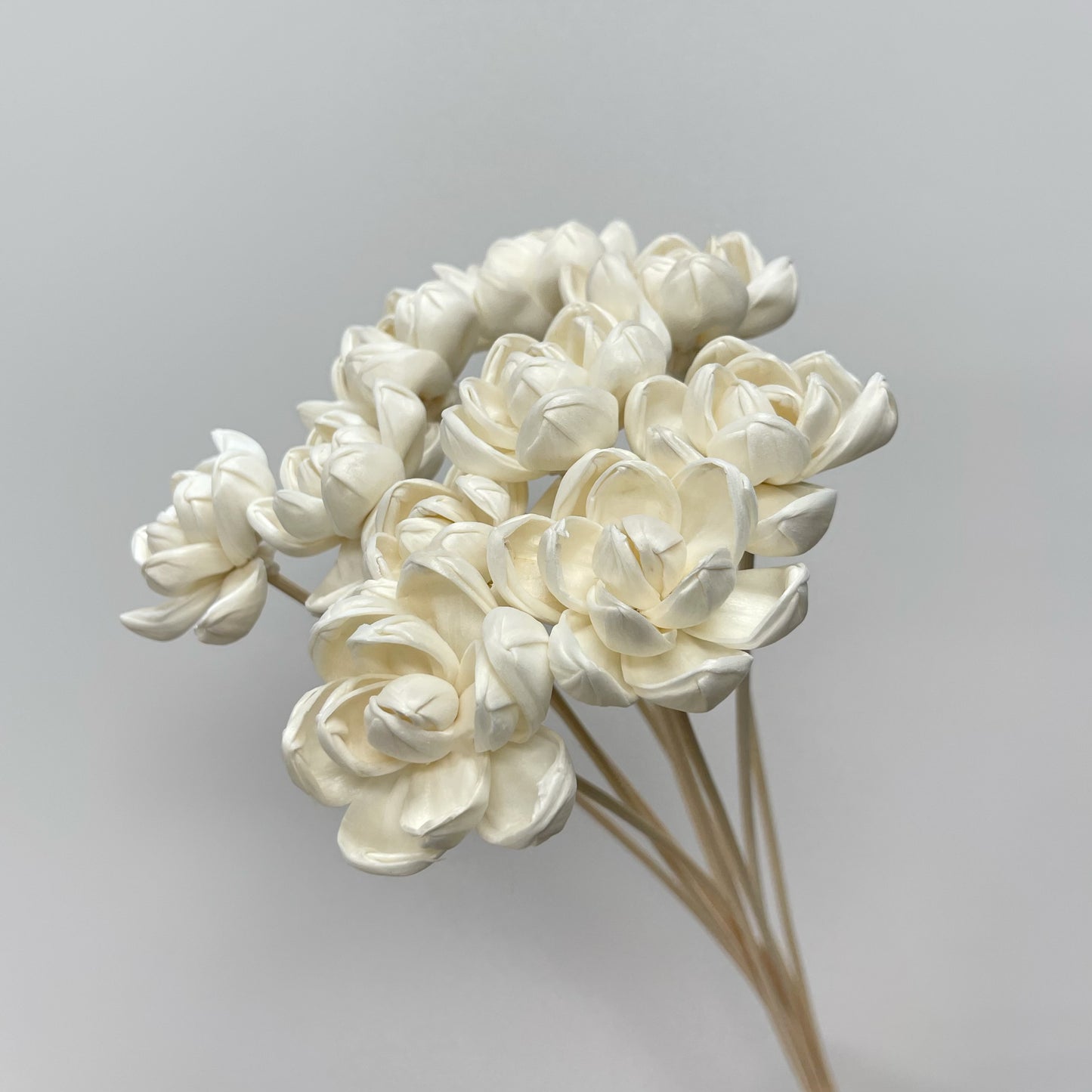 Sola Little Gem Magnolia White