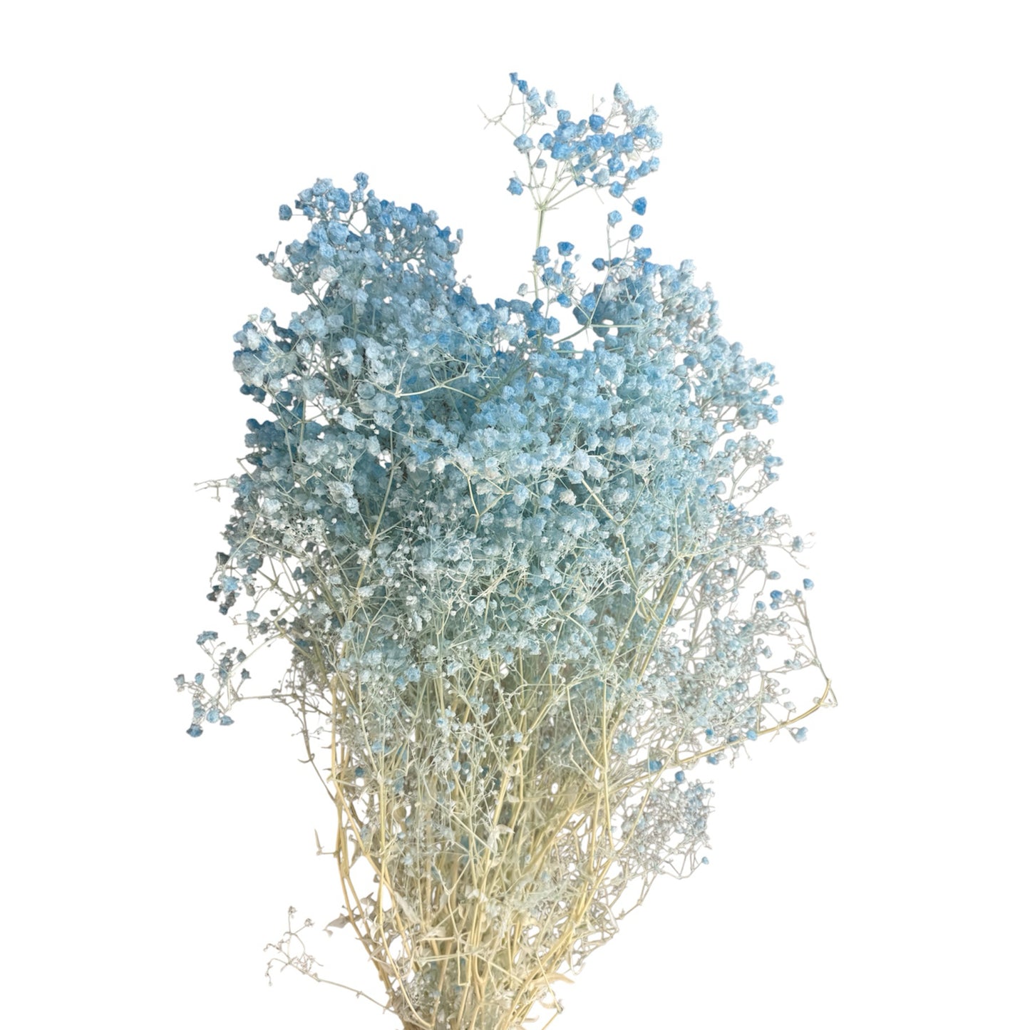 Baby’s Breath Blue