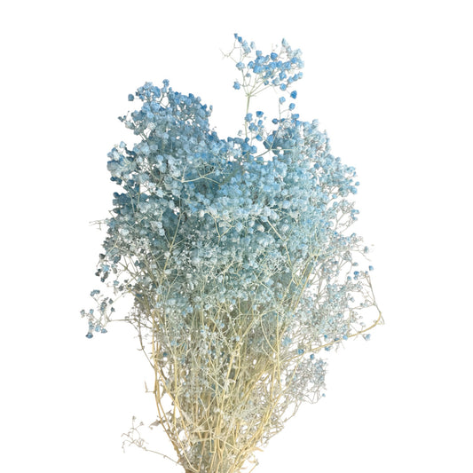 Baby’s Breath Blue