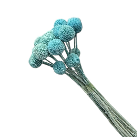 Billy Button Tiffany Blue
