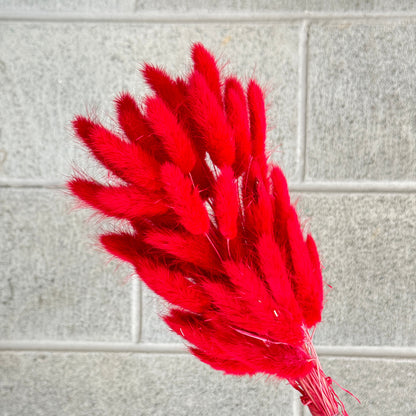 Bunny Tails Red Dried Flower