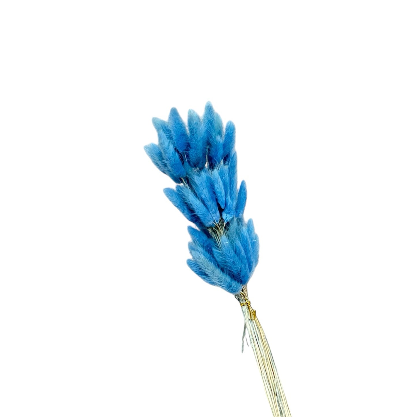 Bunny Tails Blue Dried Flower