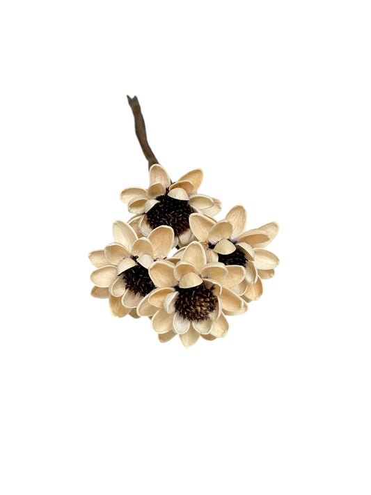 Sola Sunflower White Dried Flower