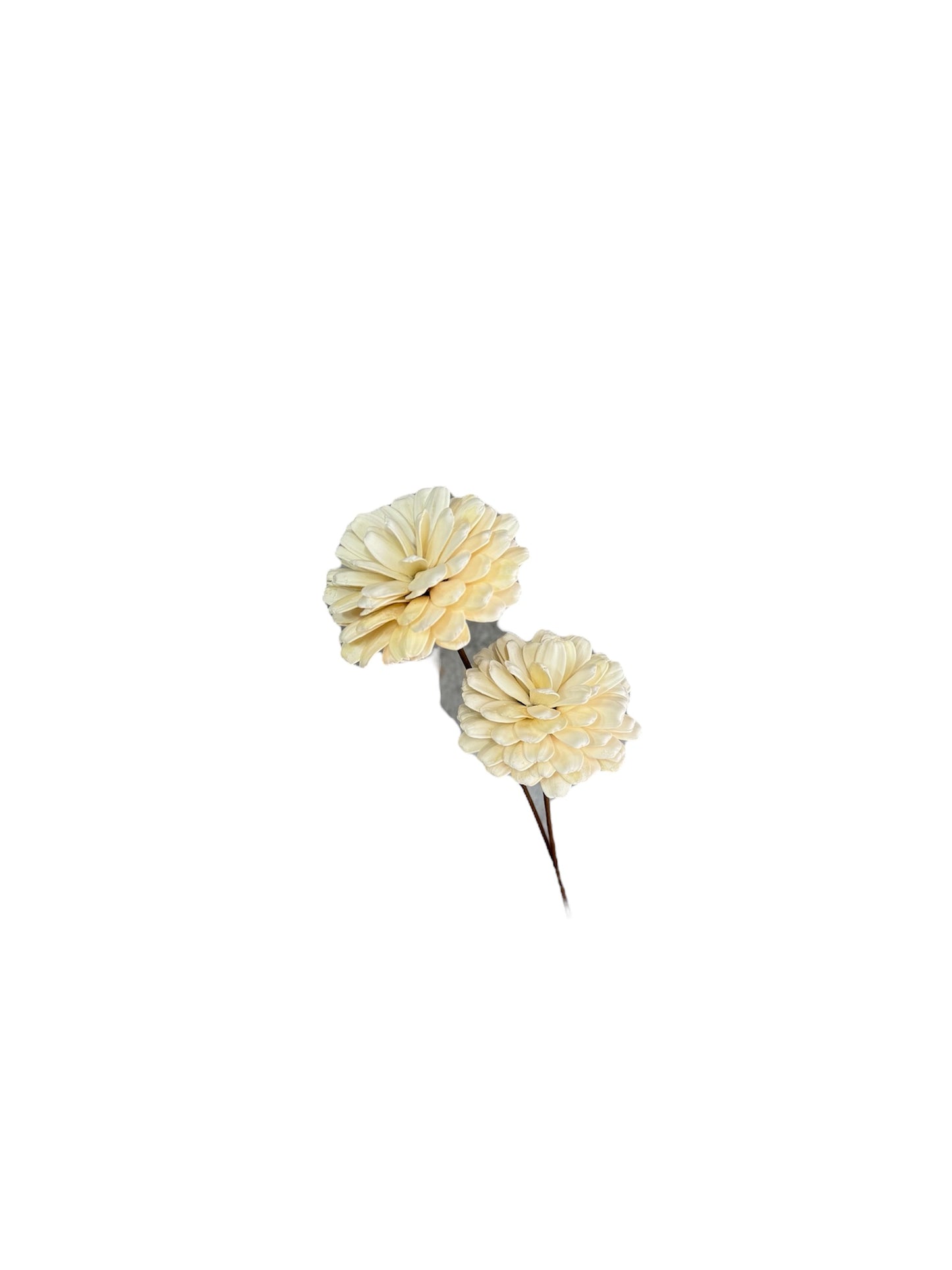 Sola Magnolia White Dried Flower