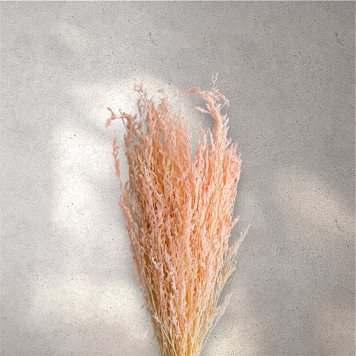 Misty Soft Pink Dried Flower