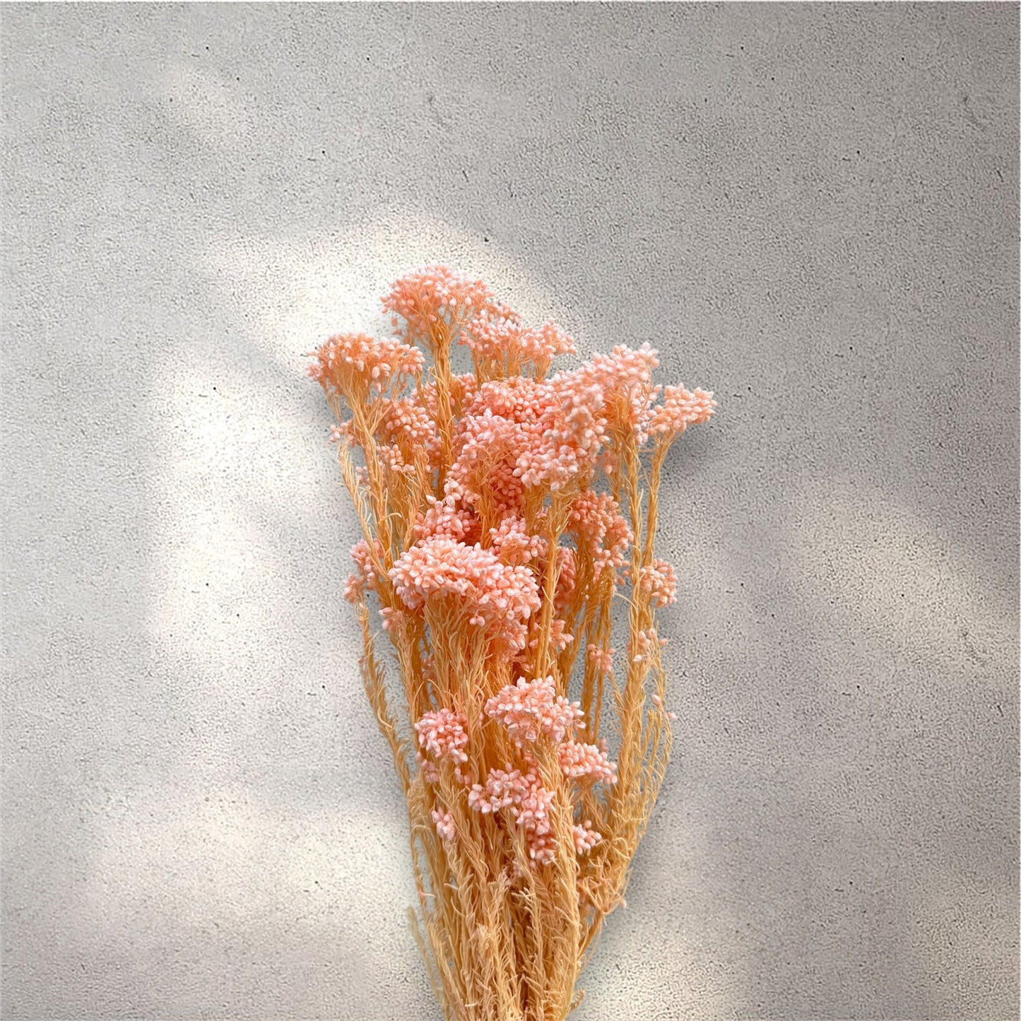 Rice Flower Pink Dried Flower