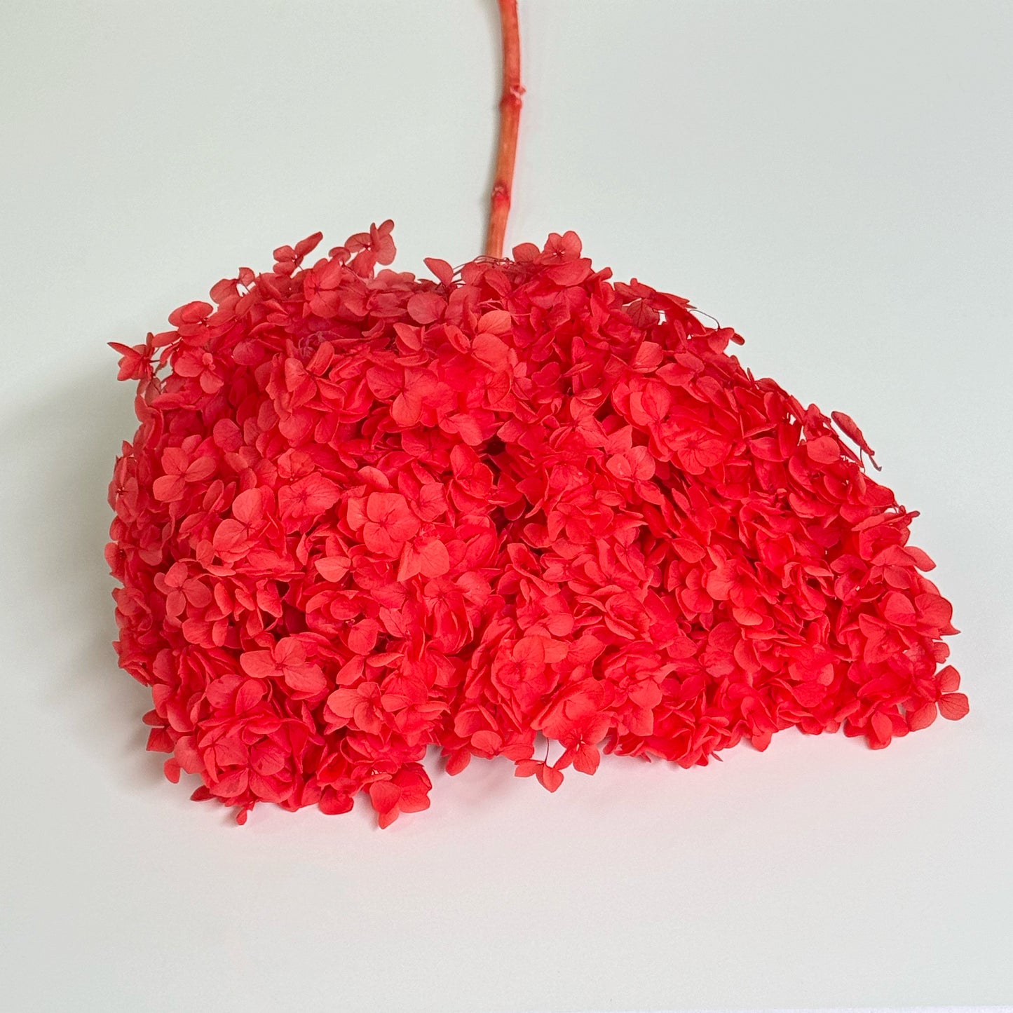 Hydrangea Red Dried Flower