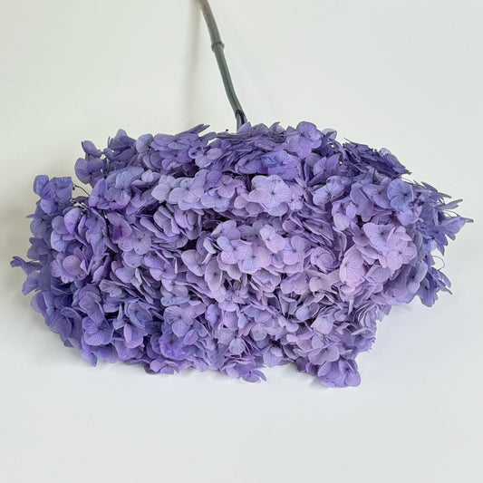 Hydrangea Deep Purple Dried Flower