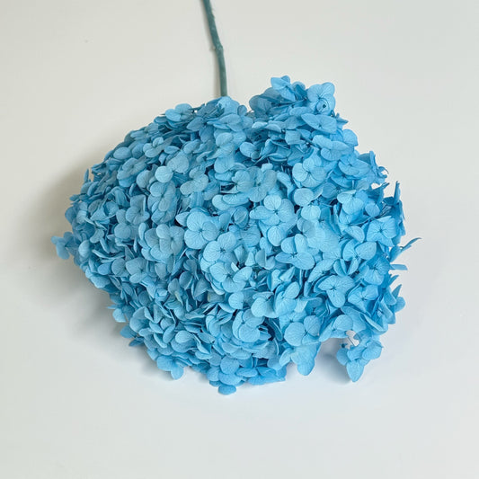 Hydrangea Sky Blue Dried Flower