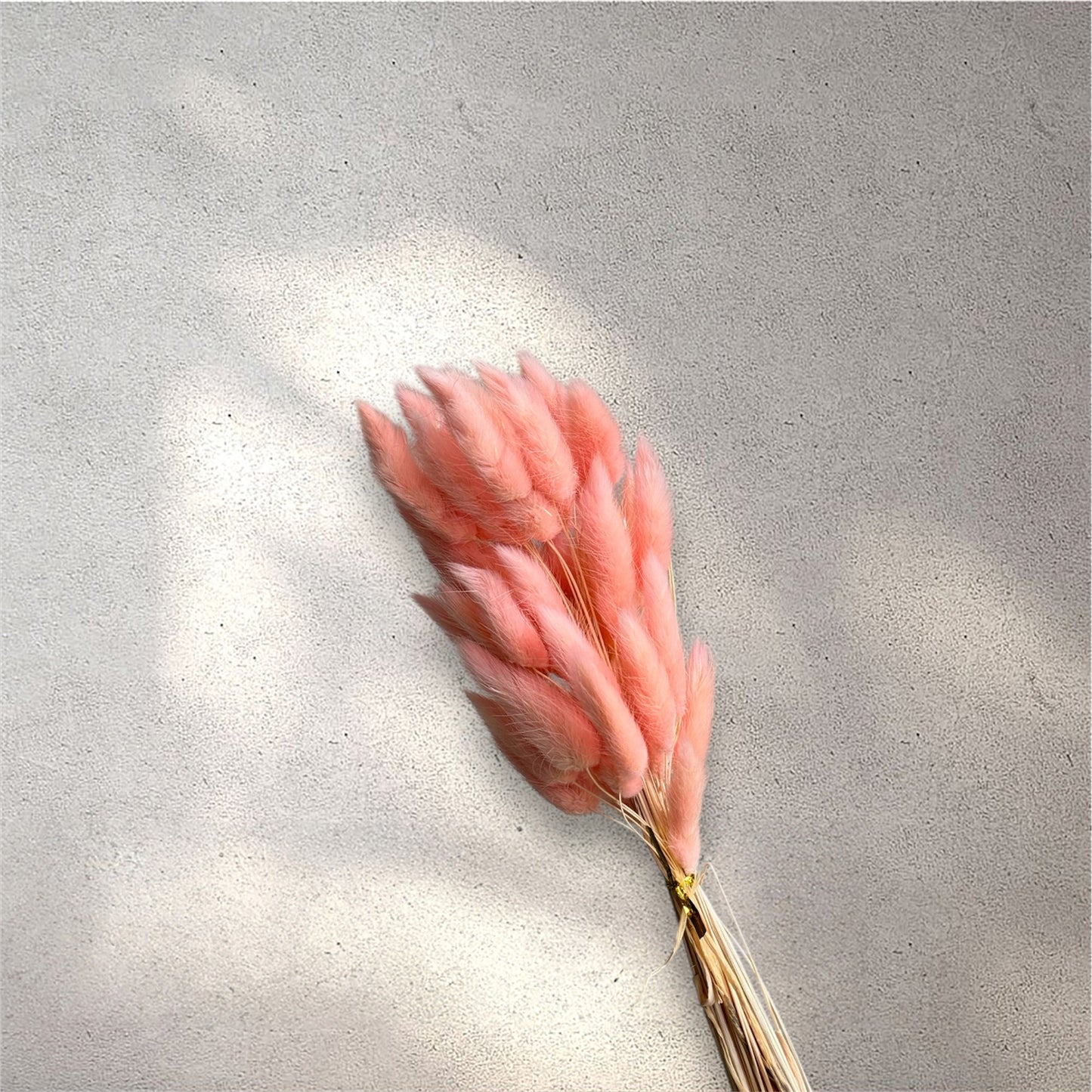 Bunny Tail Coral Pink Dried Flower