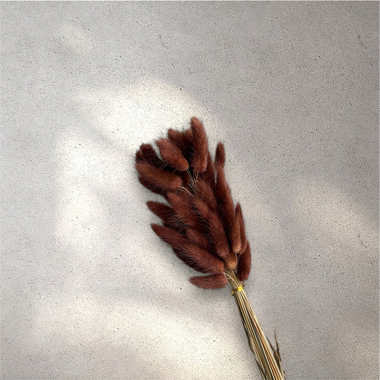 Bunny Tail Brownish Dried Flower