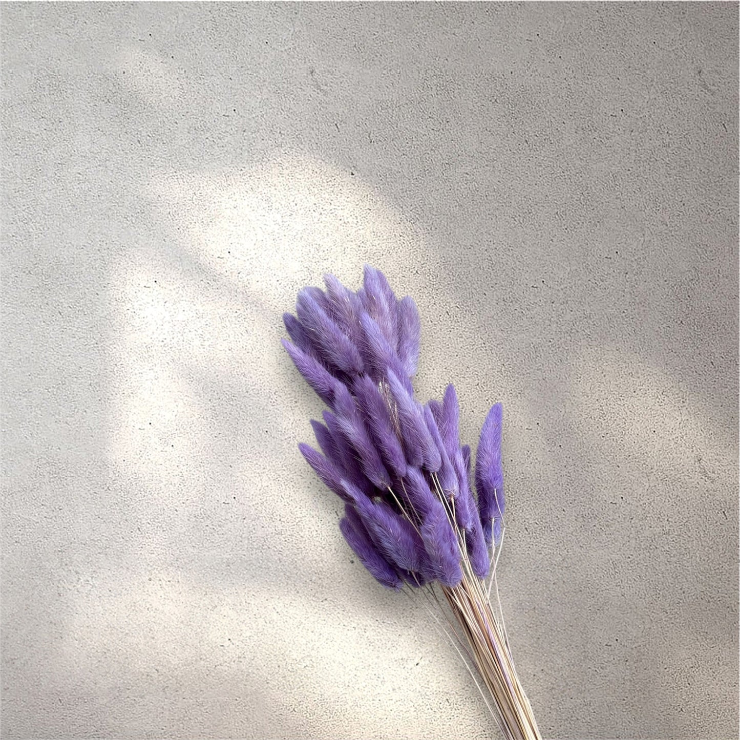 Bunny Tail Lavender Dried Flower