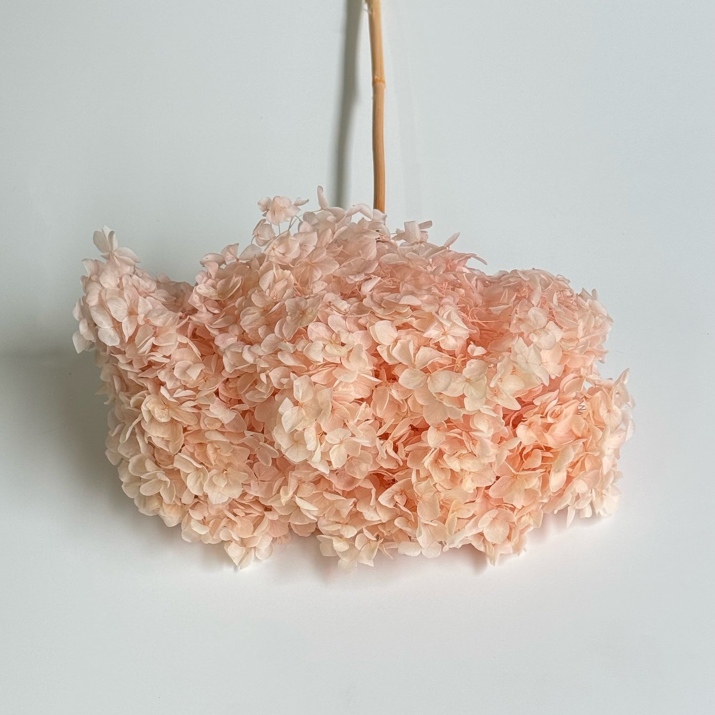 Hydrangea Light Peach Dried Flower