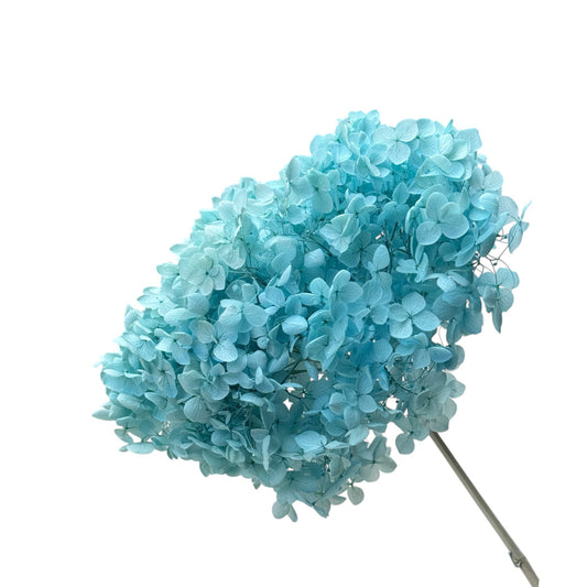 Hydrangea Pastel Aqua Dried Flower