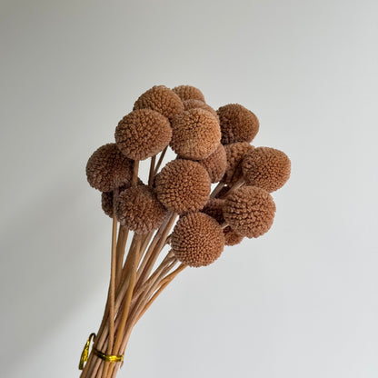 Billy Button Brown Dried Flower