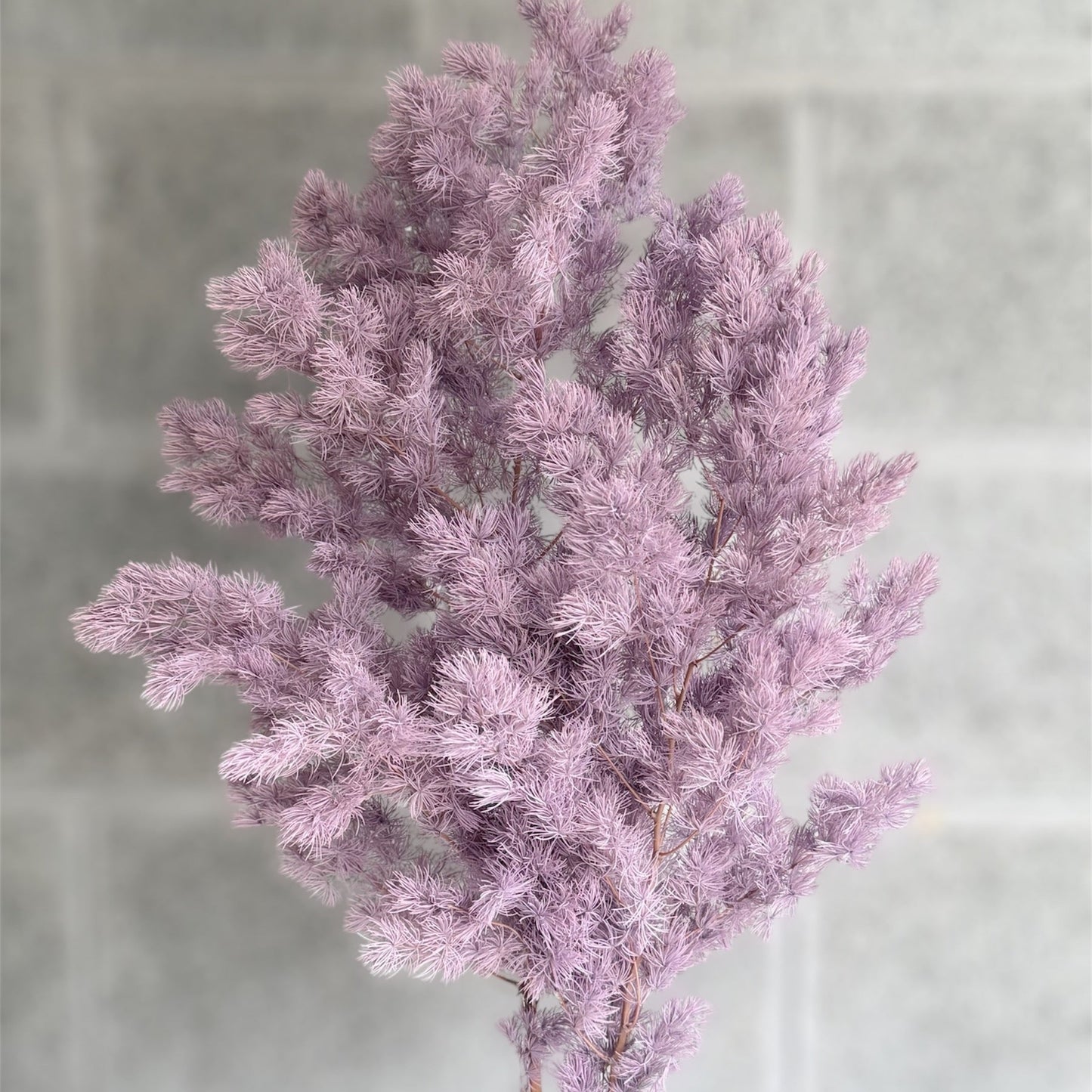 Ming Fern Purple Dried Flower