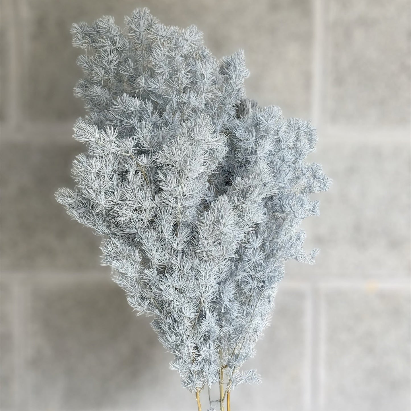 Ming Fern Dusty Blue