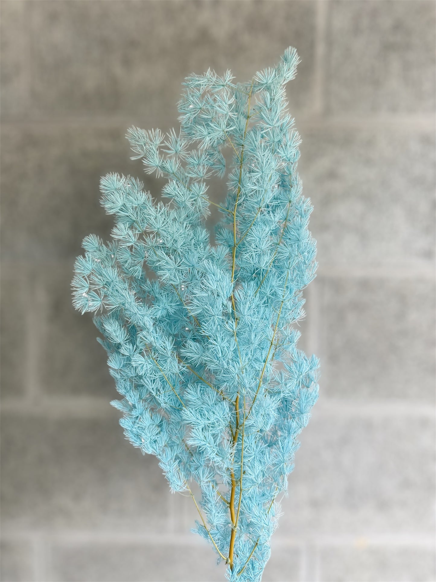 Ming Fern Tiffany Blue Dried Flower