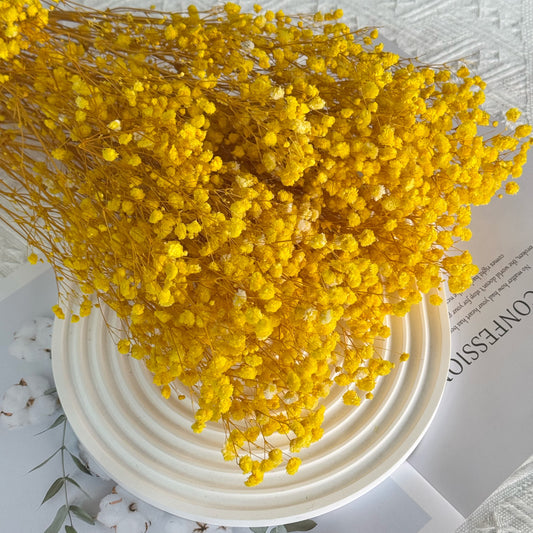 Baby's Breath Yellow