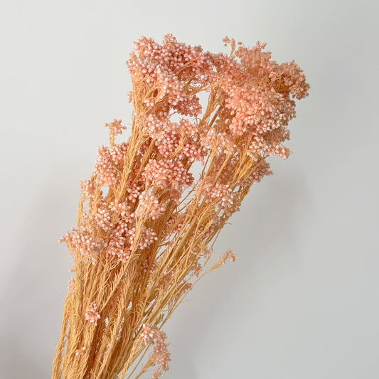 Rice Flower Pink