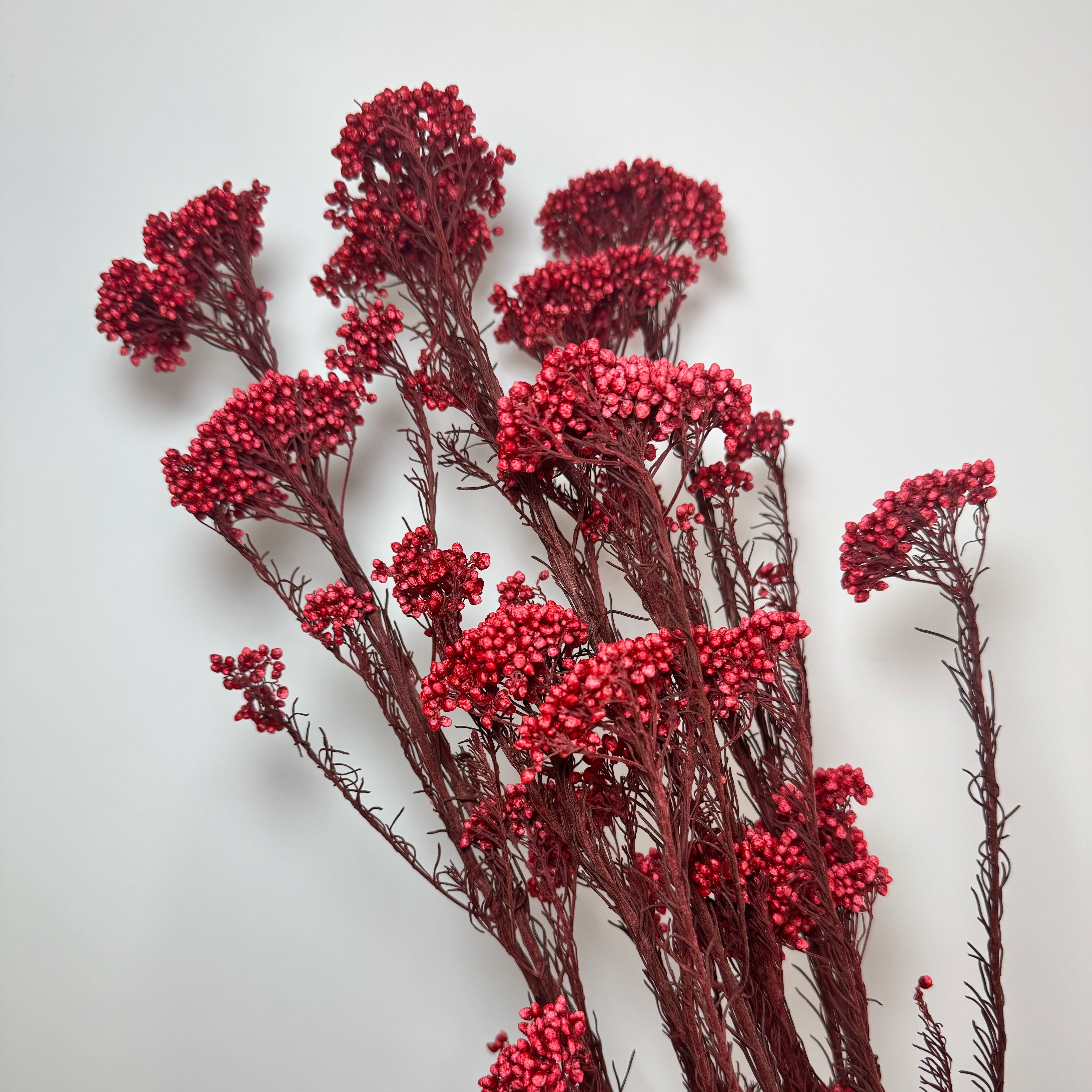 Preserved Rice Flower – Flowers Factory