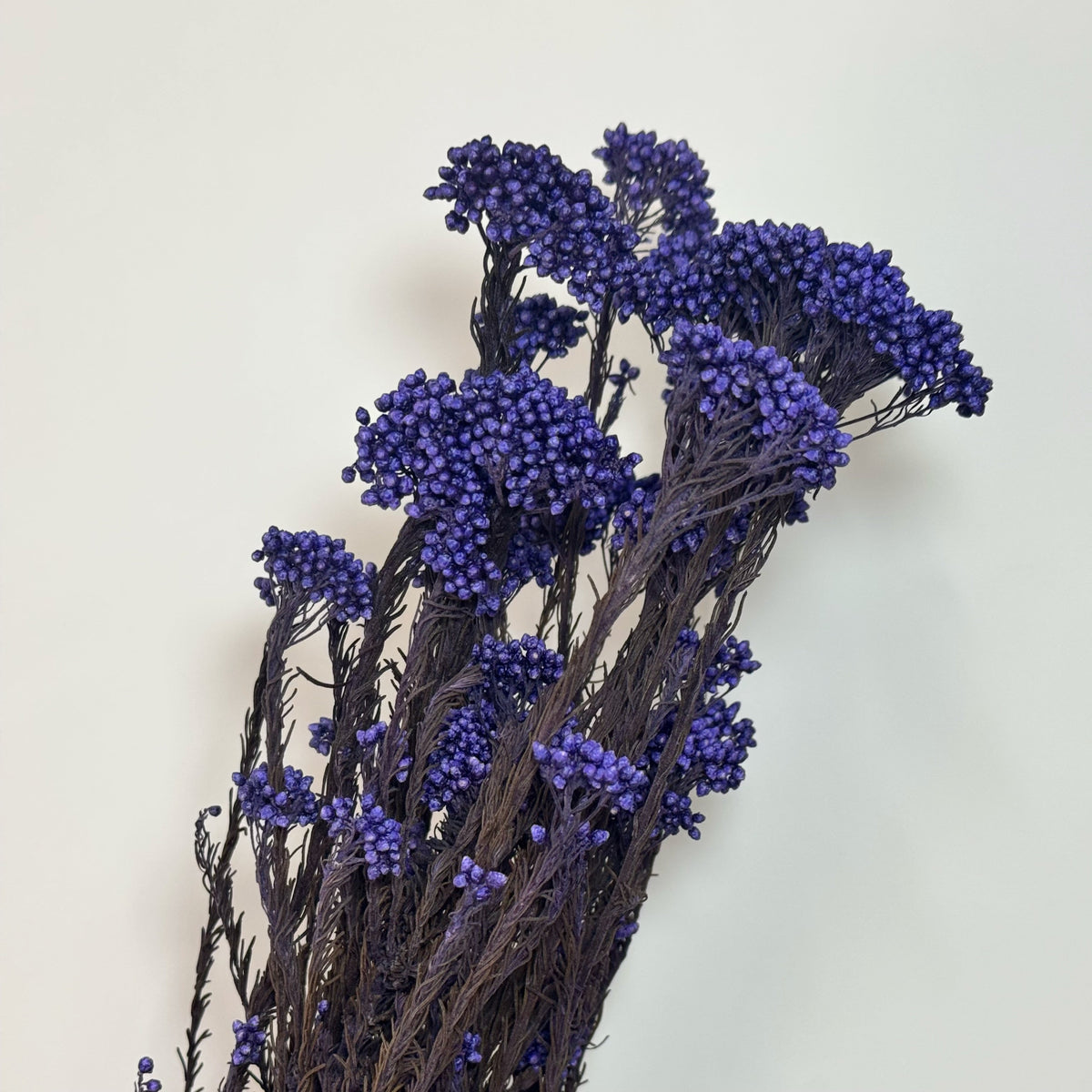 Rice Flower Purple – Flowers Factory