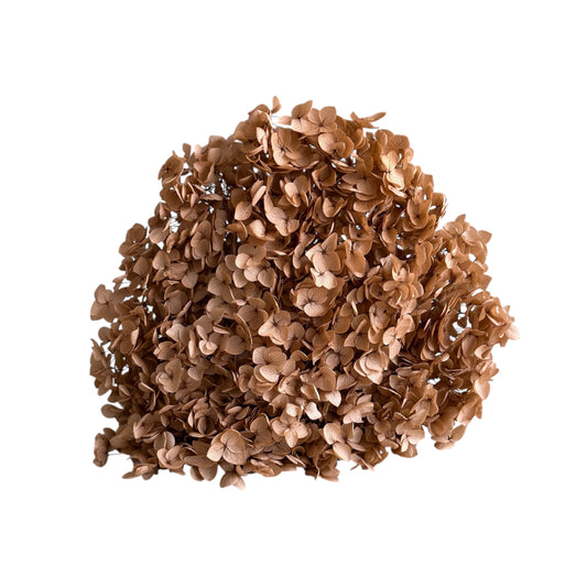 Hydrangea Brown