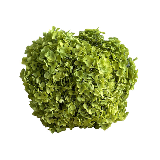 Hydrangea Olive Green