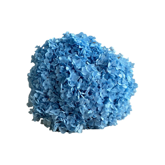 Hydrangea Blue