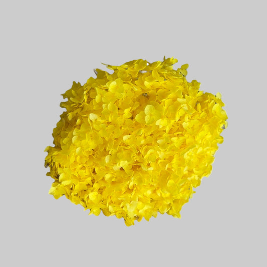 Hydrangea Yellow