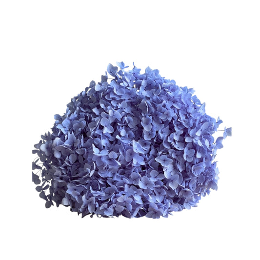Hydrangea Dusty Purple