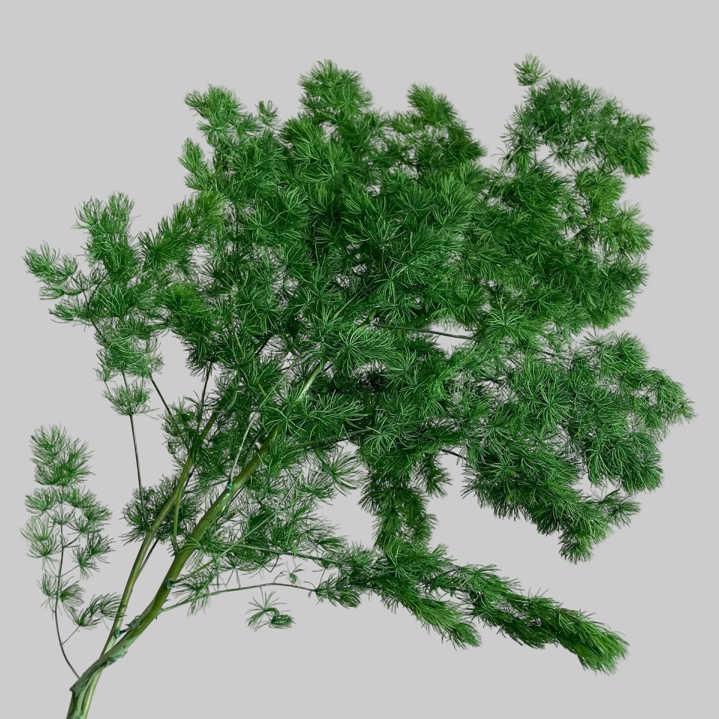 Ming Fern Green