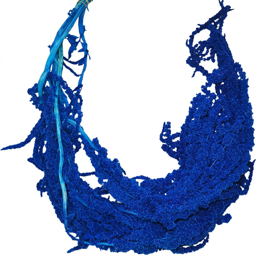 Amaranthus Navy