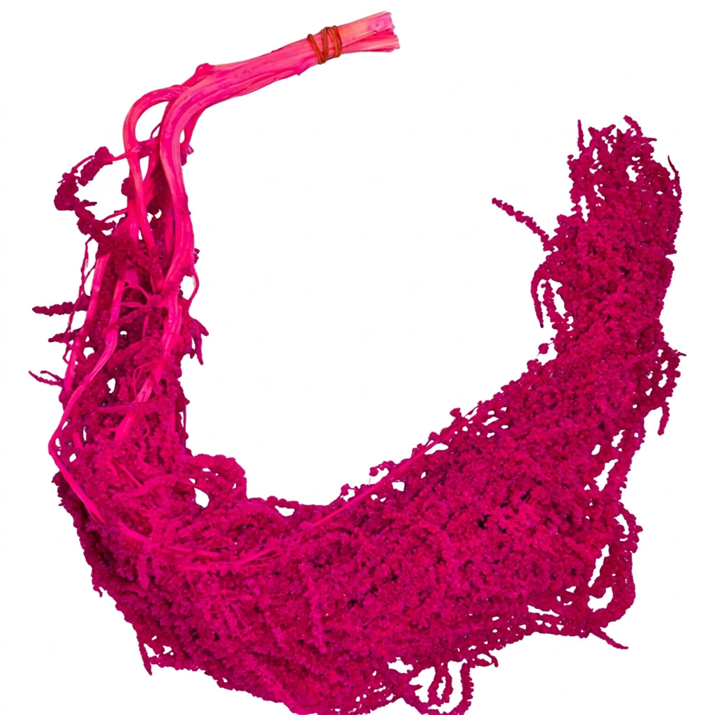Amaranthus Fuchsia