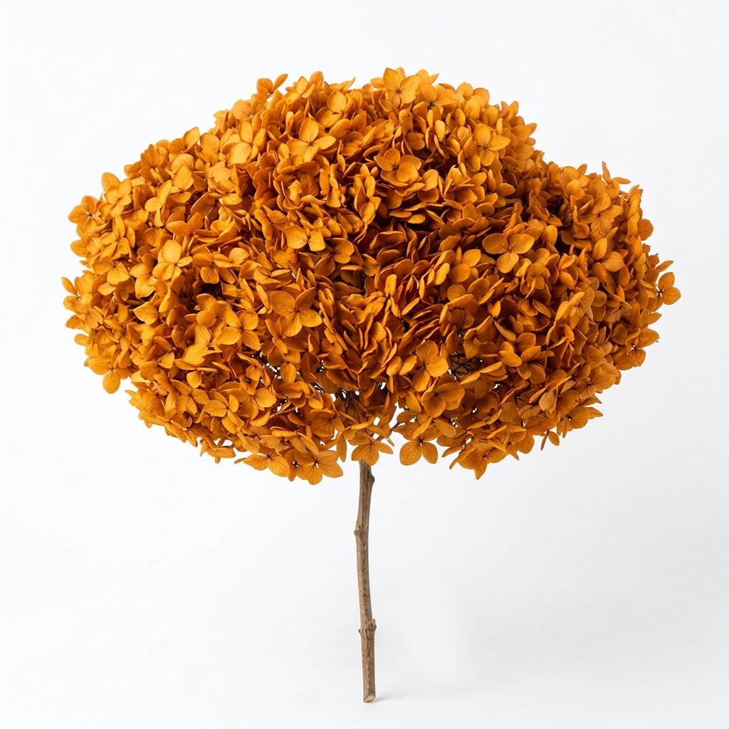 Hydrangea Orange