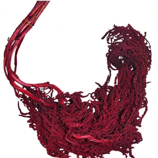 Amaranthus Burgundy