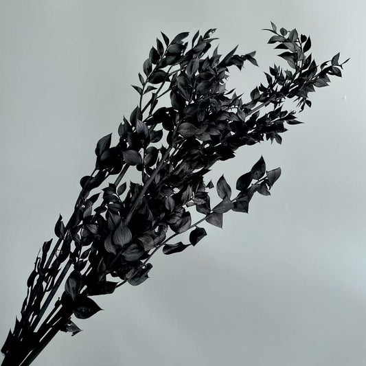 Ruscus Black