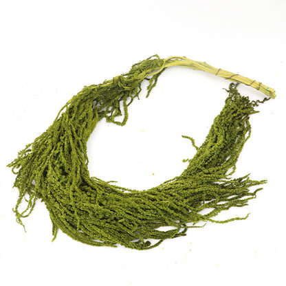 Preserved Amaranthus