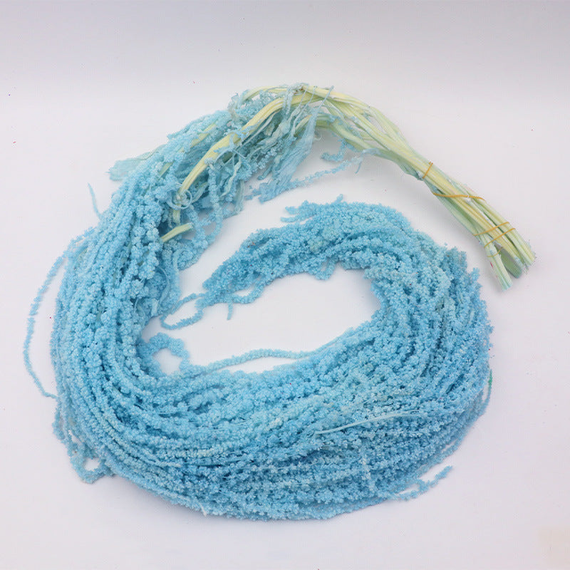 Amaranthus Blue