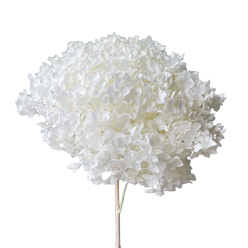 Close-up of a white flower against a gray background