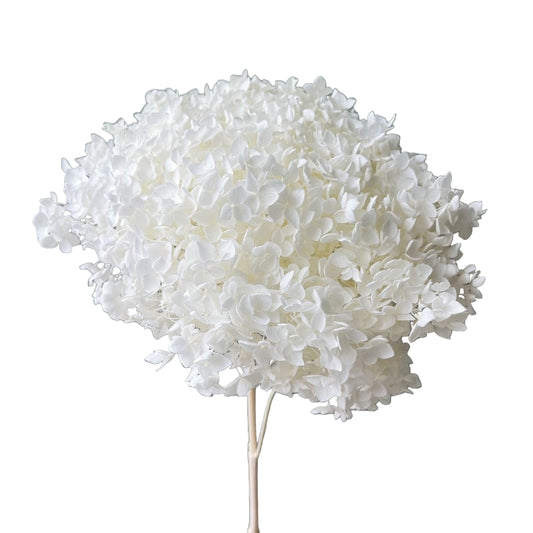 Close-up of a white flower against a gray background