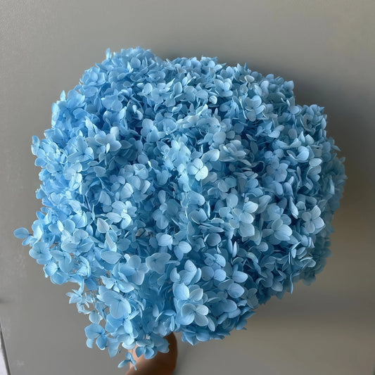 Hydrangea Blue