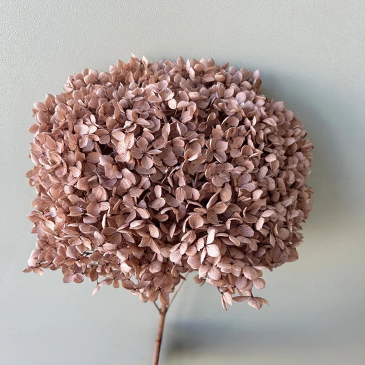 Hydrangea Brown