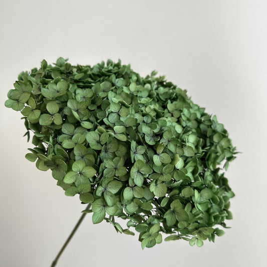 Hydrangea Green