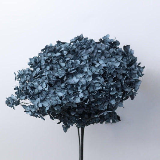 Hydrangea Black